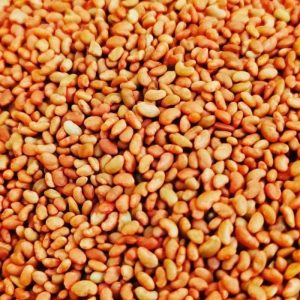 بذر یونجه