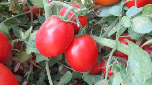 بذر گوجه فرنگی هیبرید BHN