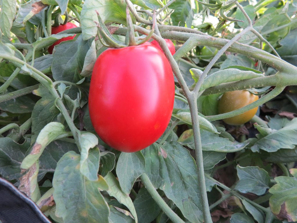 بذر گوجه فرنگی هیبرید کوپرKoper F1