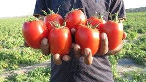 بذر گوجه فرنگی رافین